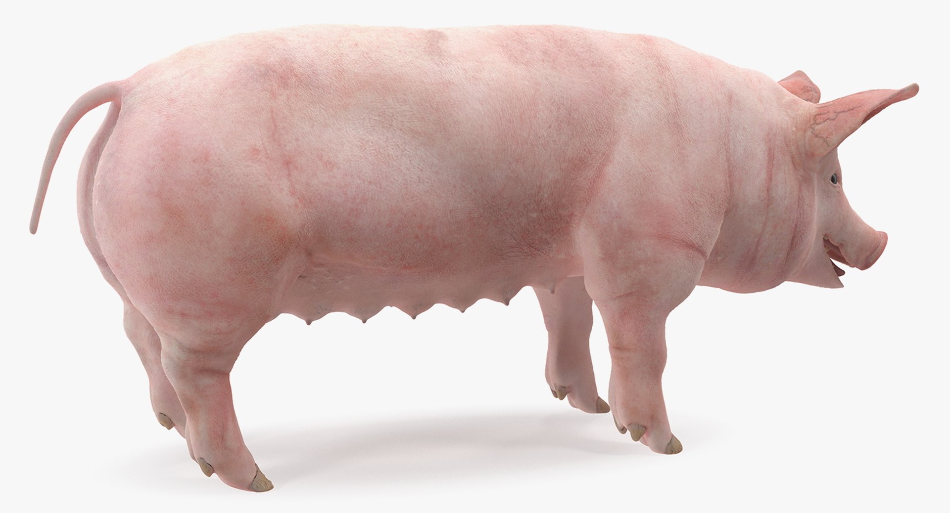 farm animals big model https://p.turbosquid.com/ts-thumb/yP/tiKYWL/svce8i8w/farmanimalsbigcollection3dmodel006/jpg/1549703839/1920x1080/fit_q87/a2cc5927b44a011d762f781b03dce8f423720f81/farmanimalsbigcollection3dmodel006.jpg