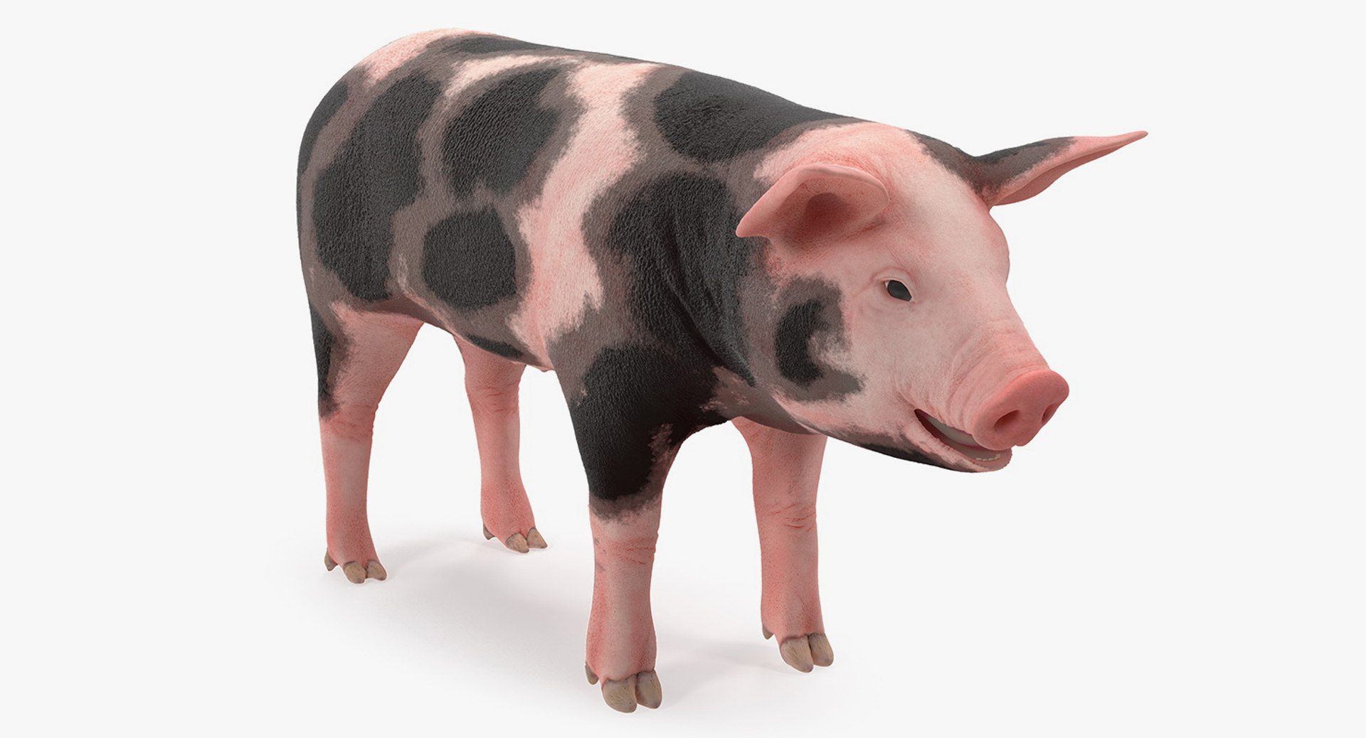 farm animals big model https://p.turbosquid.com/ts-thumb/yP/tiKYWL/uCiIYQ4s/farmanimalsbigcollection3dmodel017/jpg/1549703886/1920x1080/fit_q87/37b21c7baabeb3b1db0eb7be9987683e52f40dbe/farmanimalsbigcollection3dmodel017.jpg