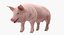 Farm Animals Big Collection