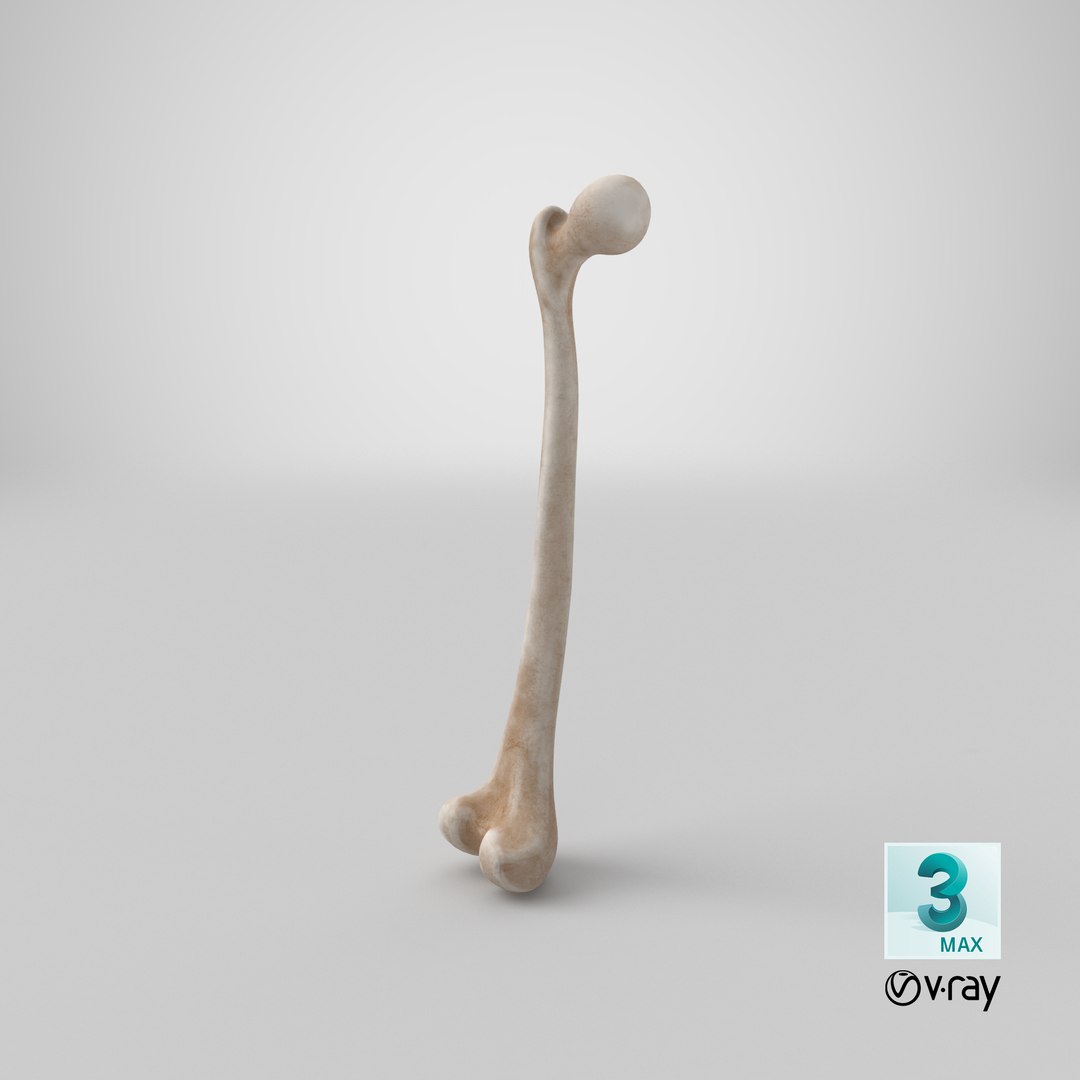 3D thigh bone femur model https://p.turbosquid.com/ts-thumb/yP/uz6ap3/6aC9X4aZ/stemcell_max_vray_render/png/1538588302/1920x1080/fit_q87/3682fe8789cfe693f527997bd4cacf6b7bda1627/stemcell_max_vray_render.jpg