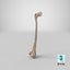 Thigh Bone Femur