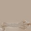Thigh Bone Femur
