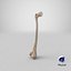 Thigh Bone Femur