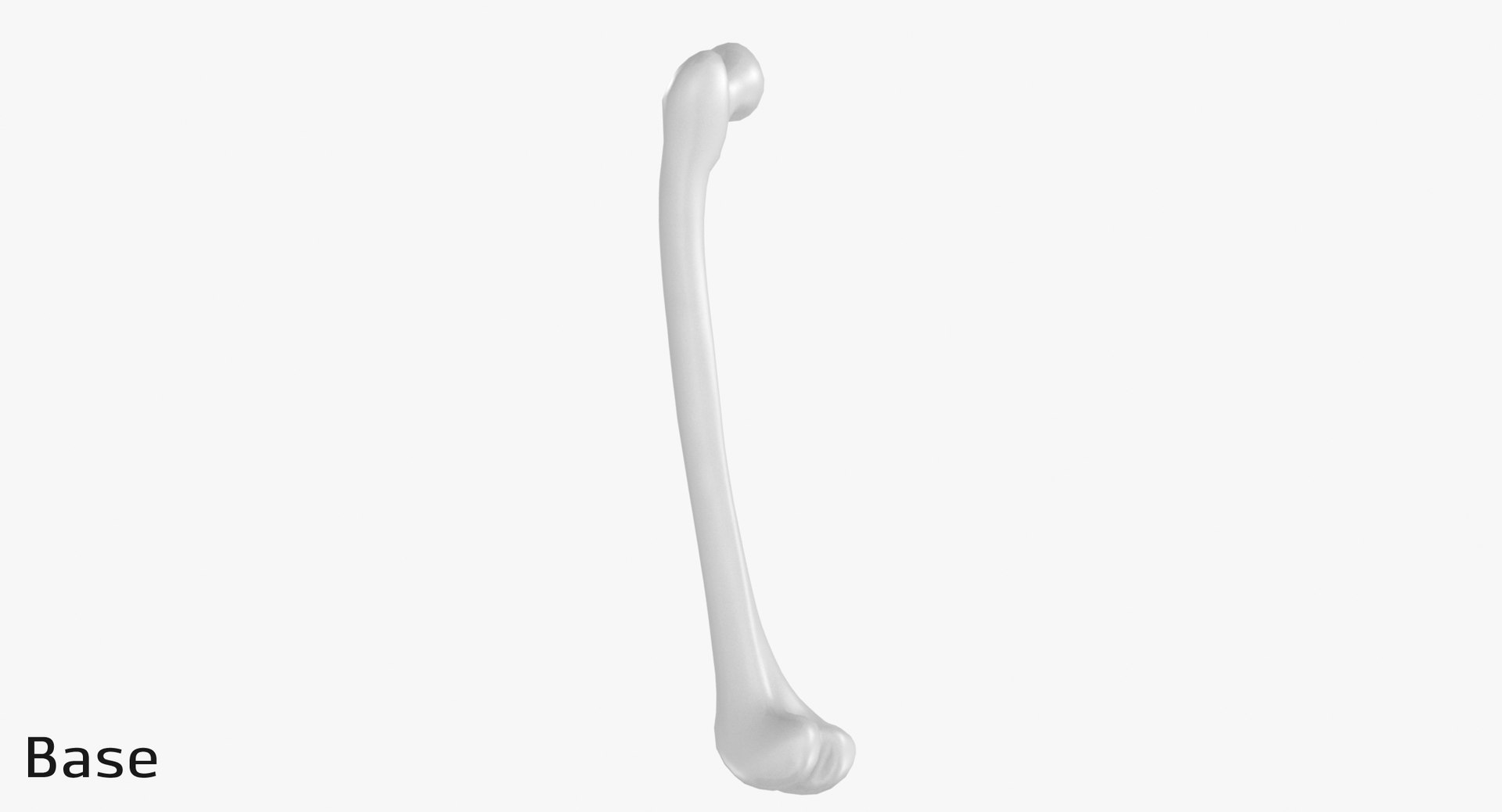 3D thigh bone femur model https://p.turbosquid.com/ts-thumb/yP/uz6ap3/DypJ9FsE/tb_base0001/jpg/1529029877/1920x1080/fit_q87/a8668928f5f40d29d28004e5b04444952152592f/tb_base0001.jpg