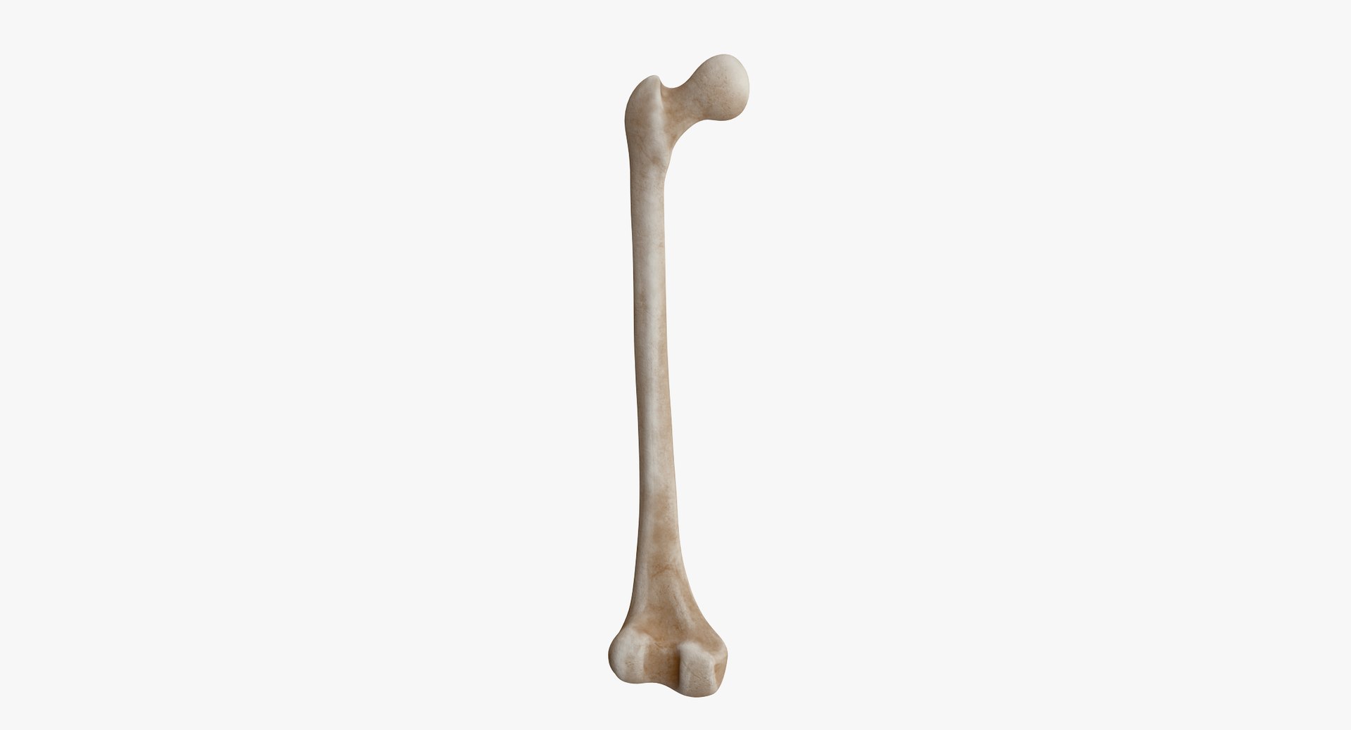 3D thigh bone femur model https://p.turbosquid.com/ts-thumb/yP/uz6ap3/GdcF8hAY/tb_color0000/jpg/1529029635/1920x1080/fit_q87/fd2d62614d98a219669c5c43e1d1dfff9e897ea2/tb_color0000.jpg