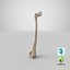Thigh Bone Femur