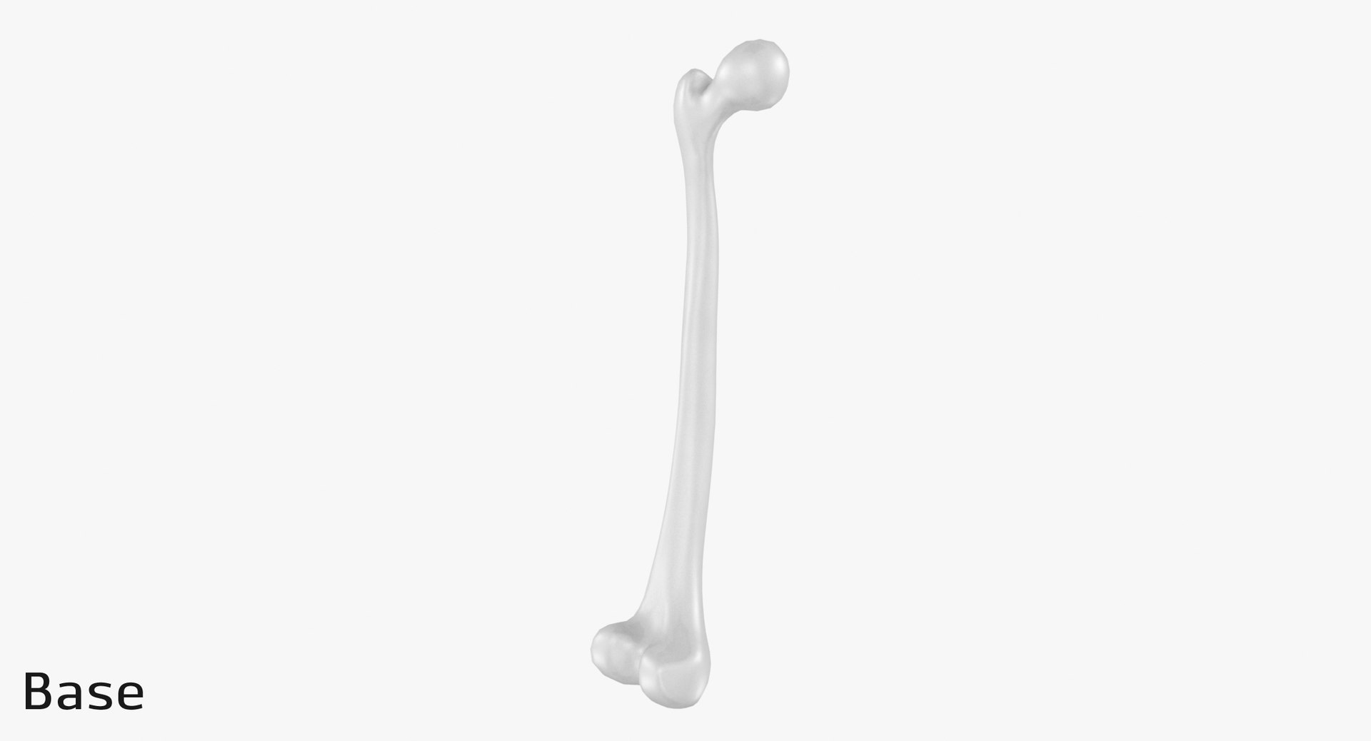 3D thigh bone femur model https://p.turbosquid.com/ts-thumb/yP/uz6ap3/Ph4R0Gqx/tb_base0003/jpg/1529029893/1920x1080/fit_q87/83ed1affde5a238dd7e970970d190f8973d8b26a/tb_base0003.jpg
