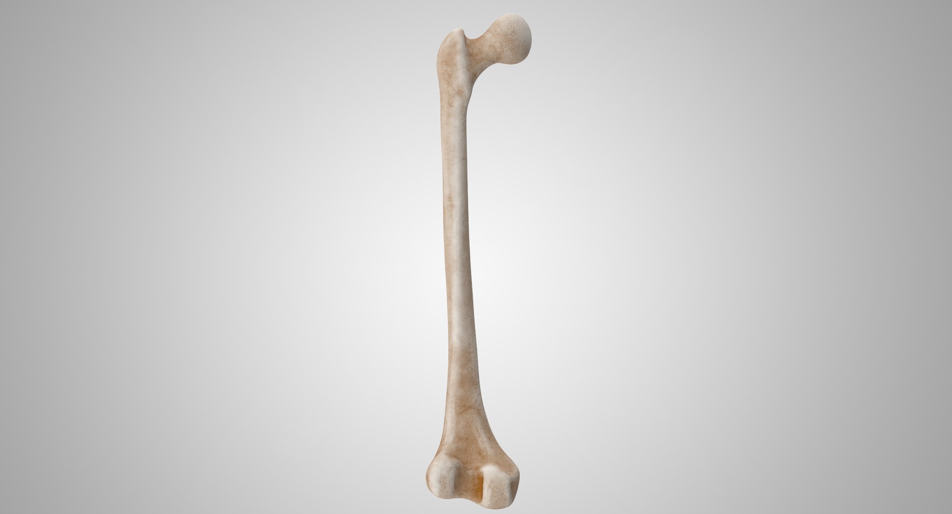 Bone 3d. Бедренная кость (femur). Фемур кость. Бедренная кость 3 д анатомия. Бедренная кость анатомия 3д моделирование.