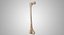 Thigh Bone Femur
