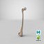 Thigh Bone Femur