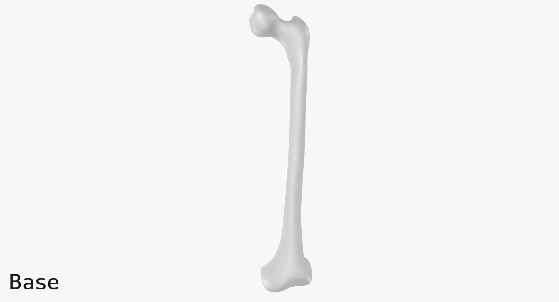 3D thigh bone femur model https://p.turbosquid.com/ts-thumb/yP/uz6ap3/apXBNJI5/tb_base0002/jpg/1529029883/1920x1080/fit_q87/fd517475d2efe9fe632f5149f4c56763f840a30b/tb_base0002.jpg