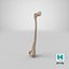 Thigh Bone Femur