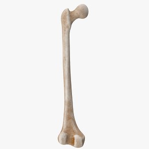 Thigh Bone Femur