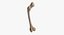Thigh Bone Femur
