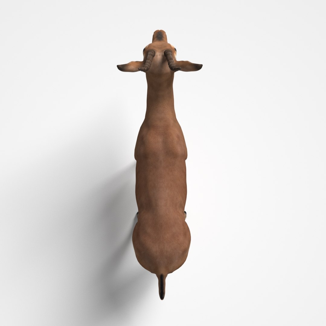 3D model impala modeled rigged animation https://p.turbosquid.com/ts-thumb/yP/w11CGG/75Lwv6T9/3/jpg/1587070183/1920x1080/fit_q87/169ea9f30575bbe114fbb763ae2f21c8704a1f44/3.jpg