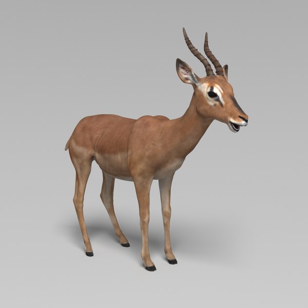 Impala Model 3D Rigged Animated 3D 모델 - TurboSquid 1543149