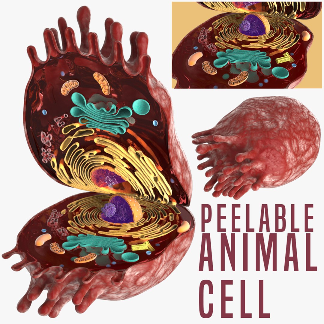 realistic animal cell