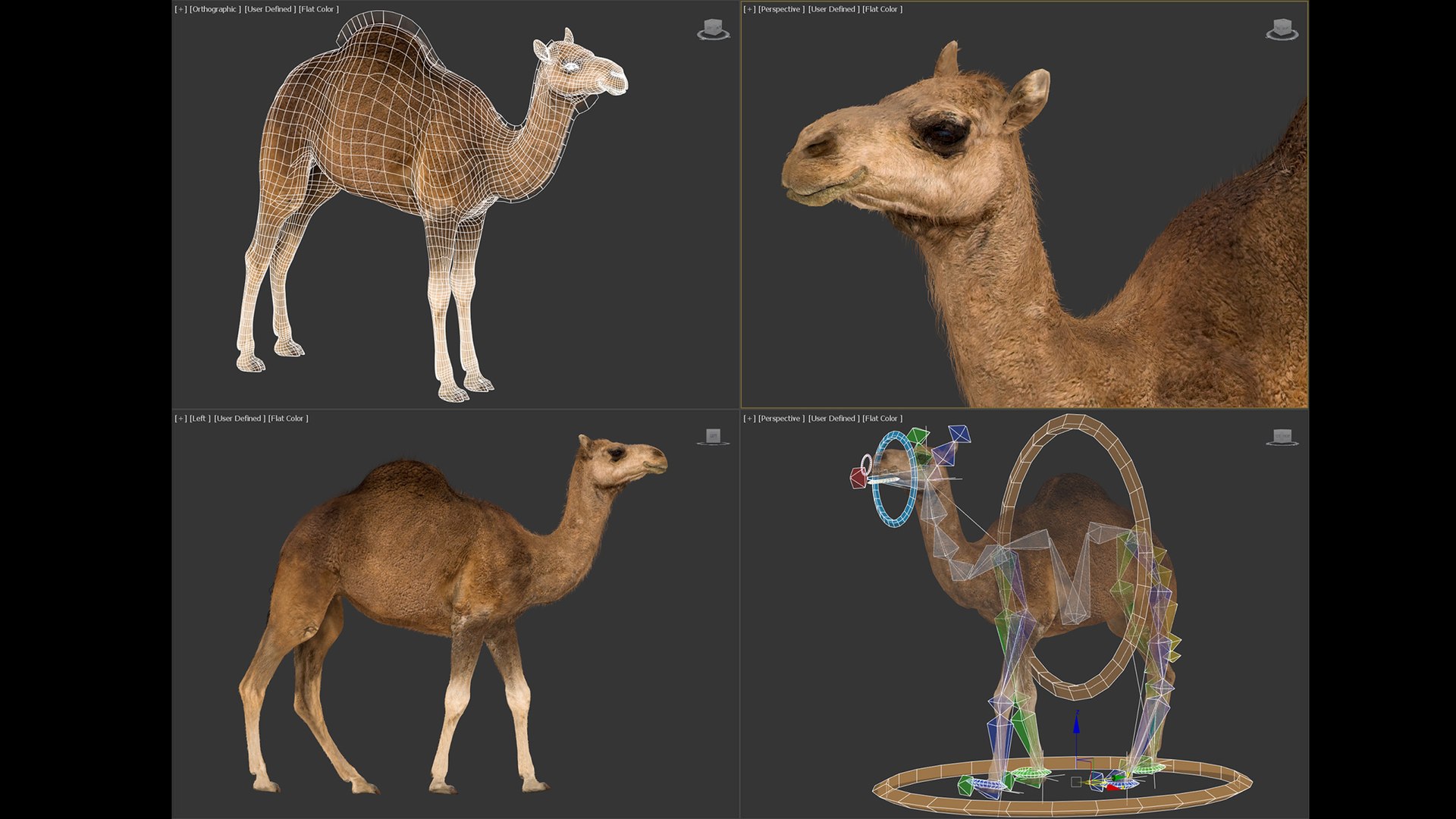 3D model Animated Camel https://p.turbosquid.com/ts-thumb/yP/xspN2F/2i/camel053dsmax/jpg/1789633556/1920x1080/fit_q87/09a88232873e90e9cc2ed42648061249e712ef17/camel053dsmax.jpg