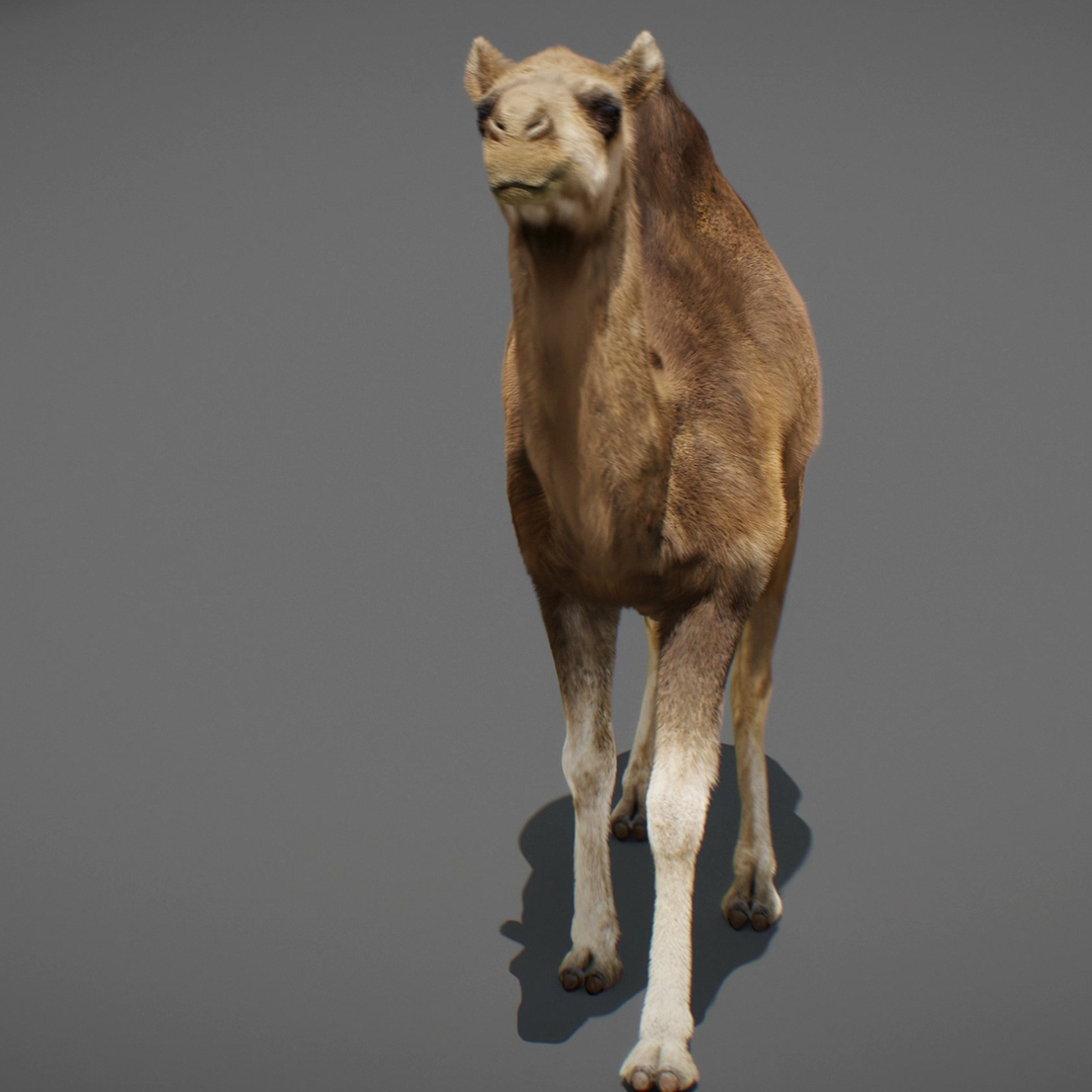 3D model Animated Camel https://p.turbosquid.com/ts-thumb/yP/xspN2F/BW/capture/jpg/1789633770/1920x1080/turn_fit_q99/77c877b45f5de14b91f14dddb69fc1e7c58002a0/capture-1.jpg