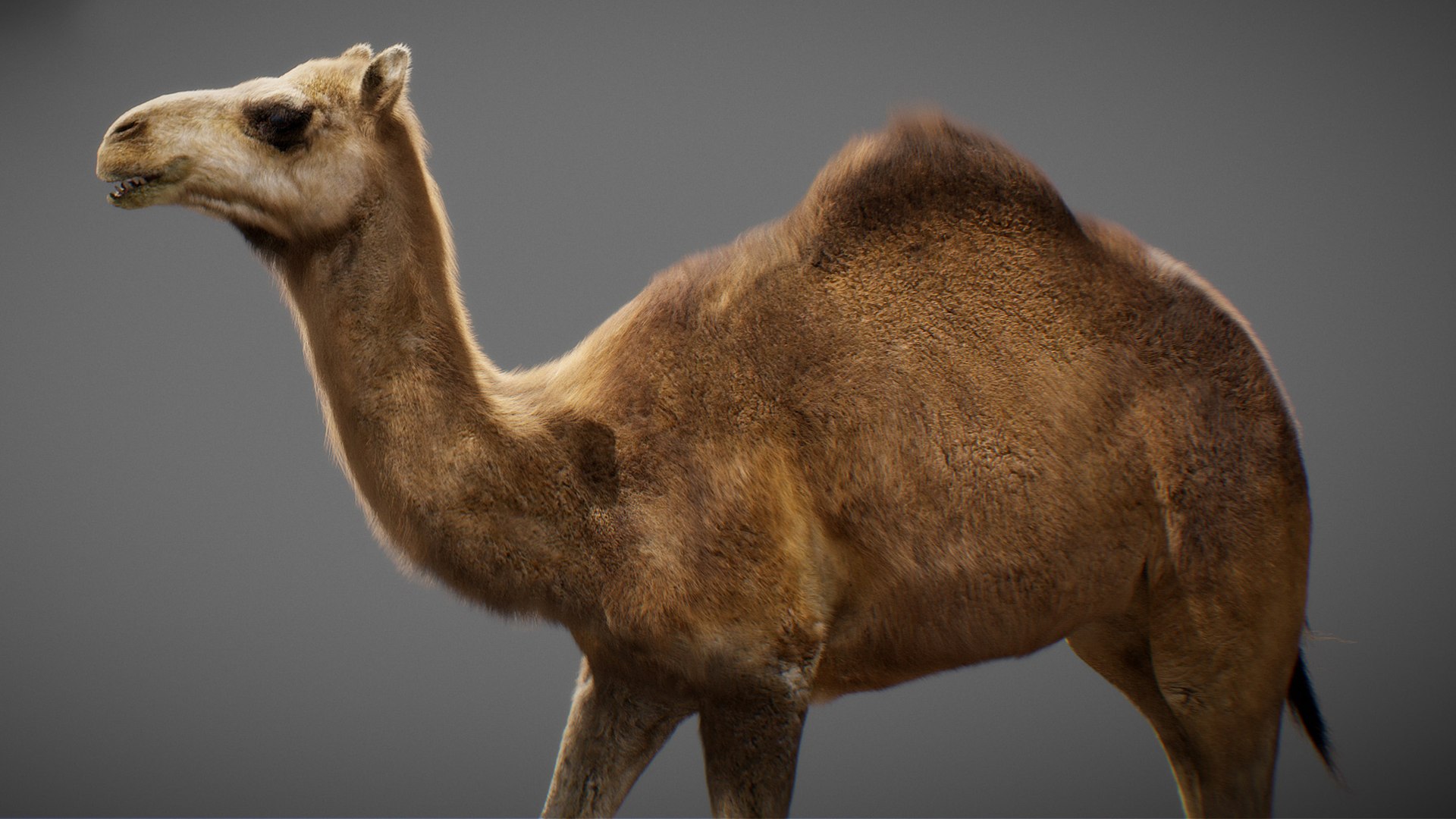 3D model Animated Camel https://p.turbosquid.com/ts-thumb/yP/xspN2F/LI/camel04/jpg/1789633555/1920x1080/fit_q87/4c47f7721e8609369f2c7a3eb7630b28132d9a33/camel04.jpg