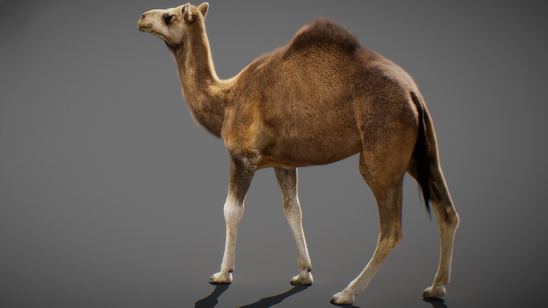 3D model Animated Camel https://p.turbosquid.com/ts-thumb/yP/xspN2F/SF/camel16/jpg/1789633563/1920x1080/fit_q87/2fbb764d884ce417d67b82677652dea2a99af3d4/camel16.jpg