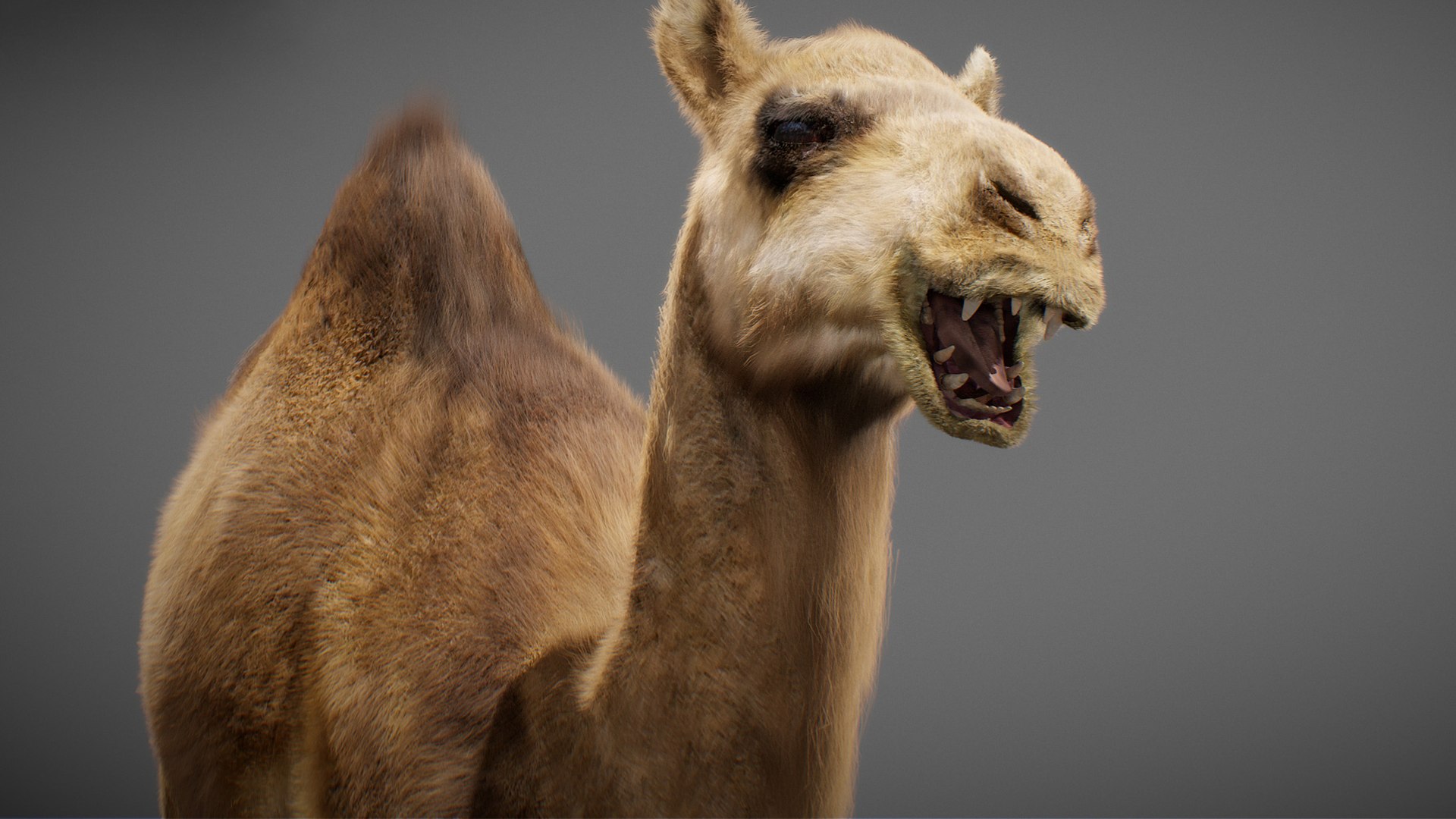 3D model Animated Camel https://p.turbosquid.com/ts-thumb/yP/xspN2F/Tg/camel10/jpg/1789633560/1920x1080/fit_q87/ee56229ebe0dd6fb42ea60fc8e71d2a25e385158/camel10.jpg