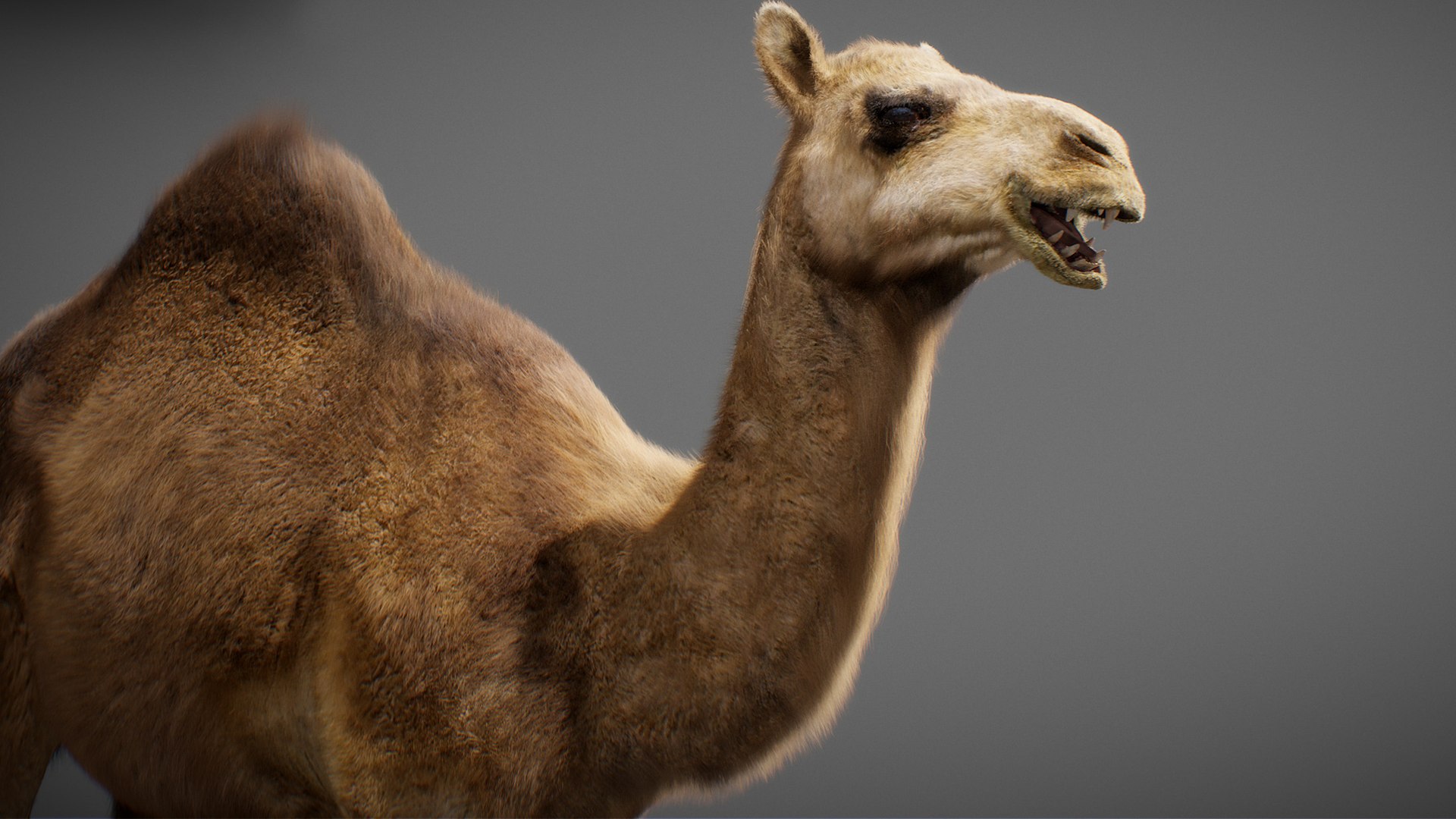 3D model Animated Camel https://p.turbosquid.com/ts-thumb/yP/xspN2F/U4/camel21/jpg/1789633566/1920x1080/fit_q87/e854c12ab3bcd3ce580f25dc07696d3c0a2dc858/camel21.jpg