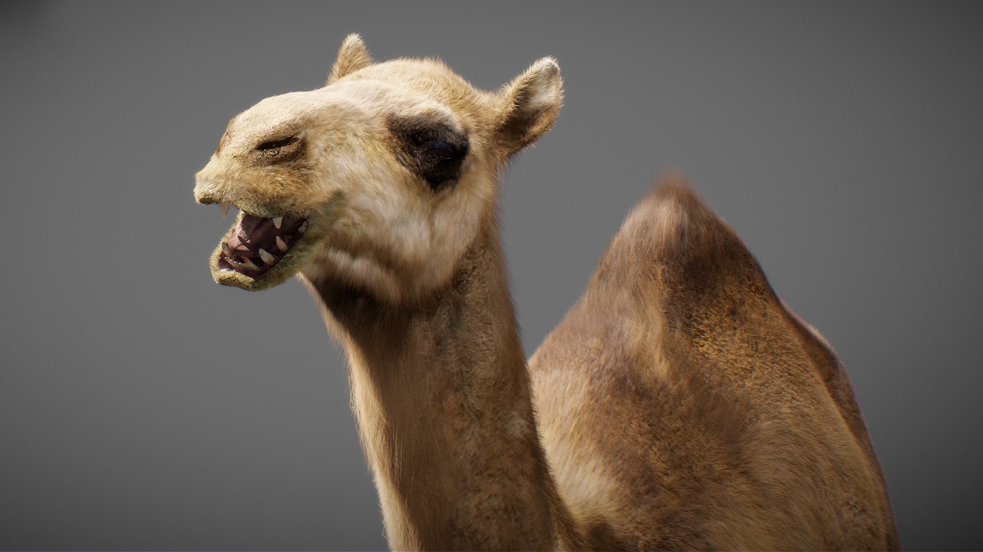3D model Animated Camel https://p.turbosquid.com/ts-thumb/yP/xspN2F/Uh/camel01/jpg/1789633553/1920x1080/fit_q87/b175d5ac1fa1be09fb398f9c146cc4e3887db191/camel01.jpg