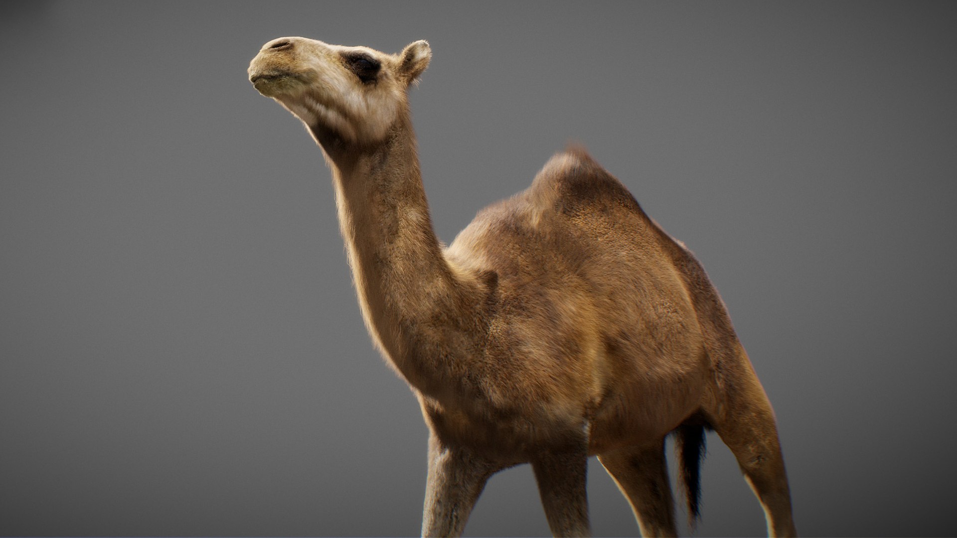 3D model Animated Camel https://p.turbosquid.com/ts-thumb/yP/xspN2F/VD/camel06/jpg/1789633558/1920x1080/fit_q87/6d7ec898d0d7ae4cd02b36a7ad4de35135377ed6/camel06.jpg