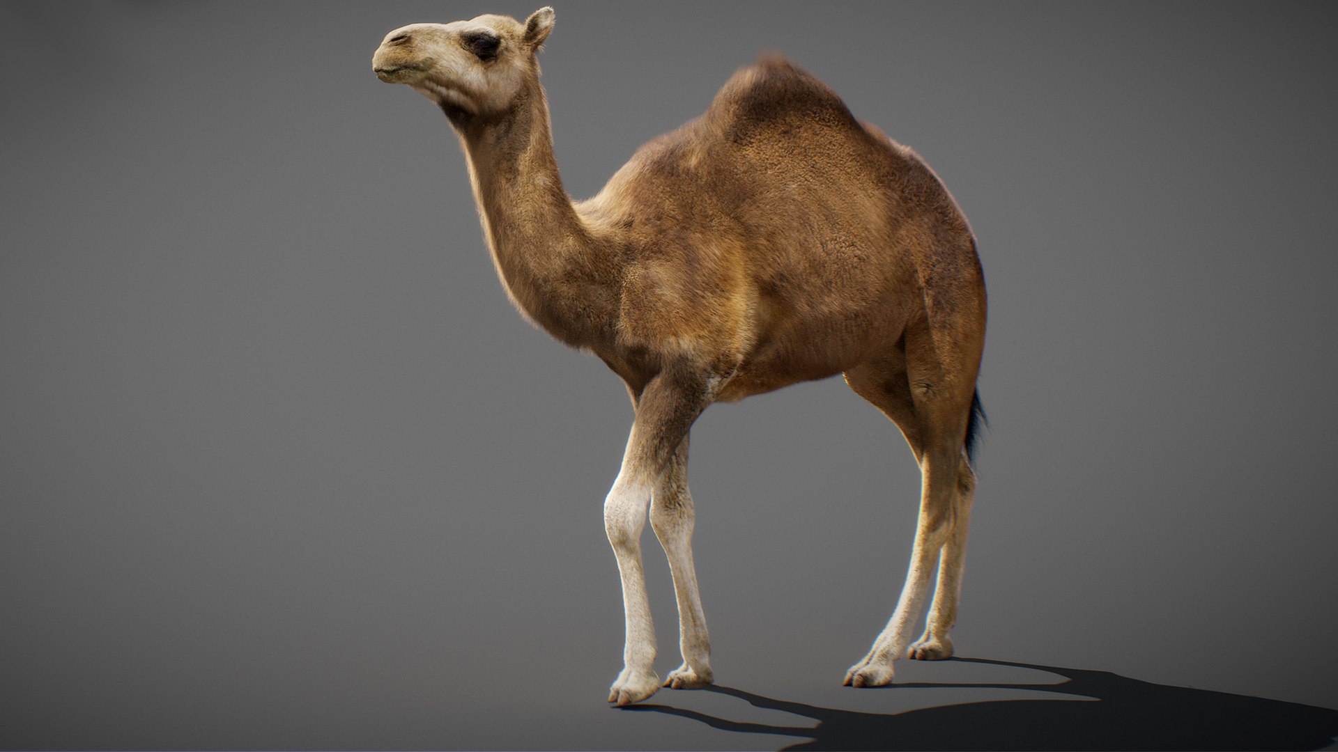 3D model Animated Camel https://p.turbosquid.com/ts-thumb/yP/xspN2F/Zs/camel02/jpg/1789633554/1920x1080/fit_q87/8ade8803bb7cdc056d590328a3972e21916e6c3b/camel02.jpg