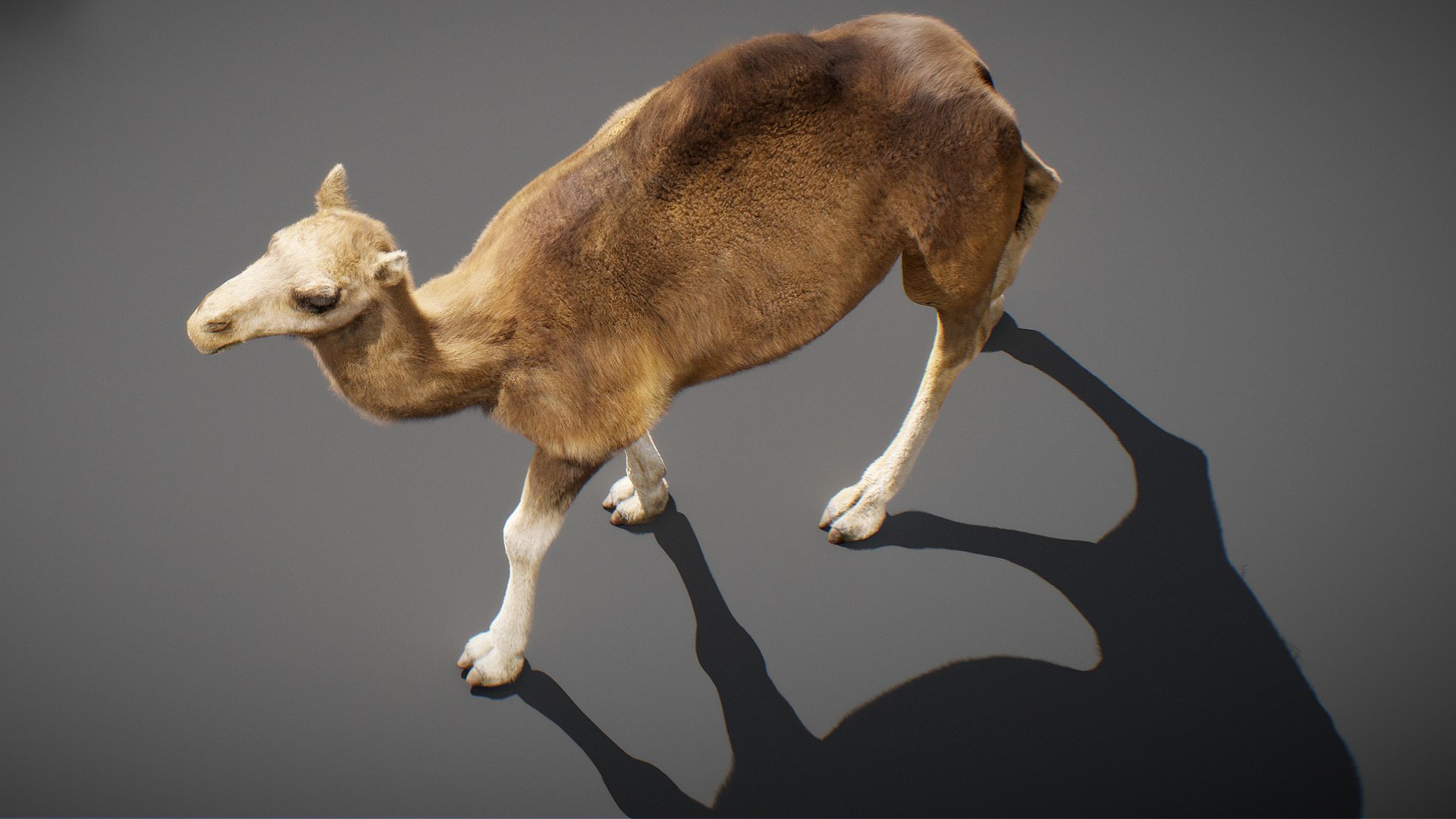 3D model Animated Camel https://p.turbosquid.com/ts-thumb/yP/xspN2F/aK/camel17/jpg/1789633564/1920x1080/fit_q87/6f179bb1dfa00d20b892edbe9399975a81656589/camel17.jpg