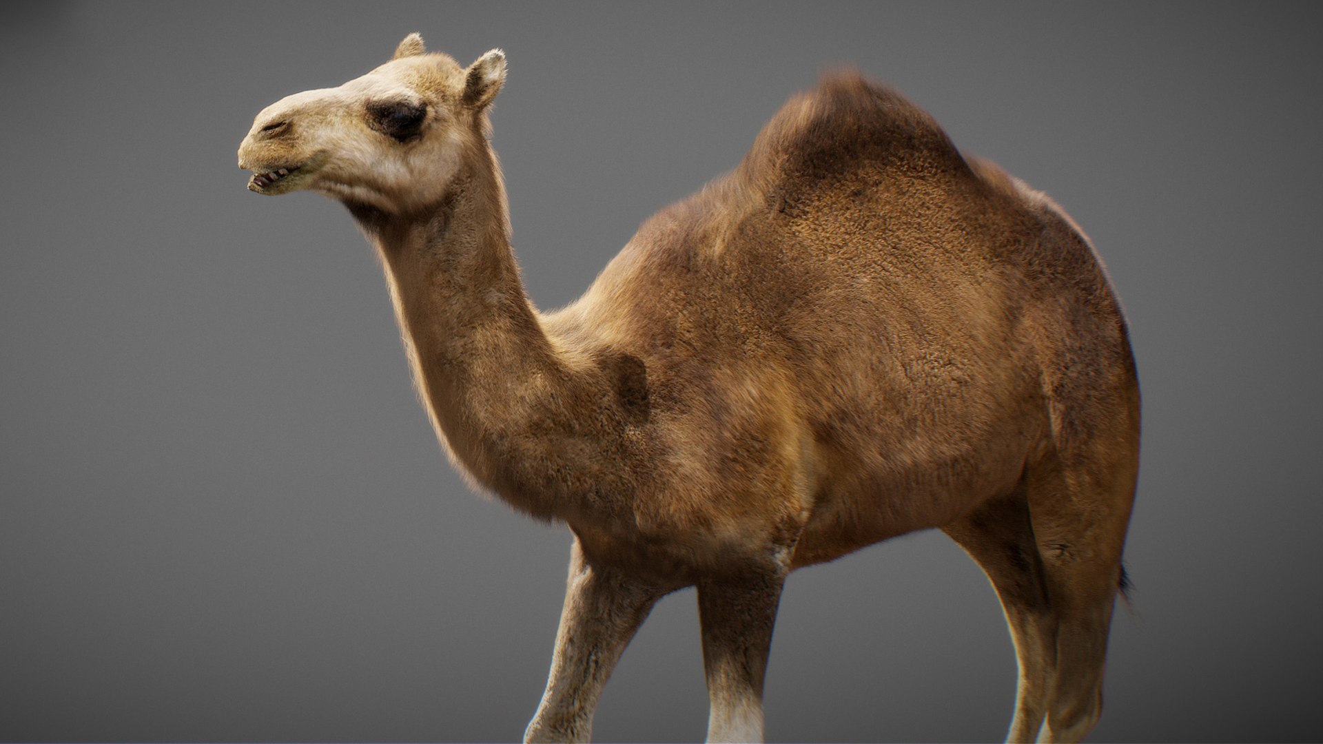 3D model Animated Camel https://p.turbosquid.com/ts-thumb/yP/xspN2F/af/camel22/jpg/1789633567/1920x1080/fit_q87/8ecef14c8ebef49e60d4e50be84b4de1a884fcb9/camel22.jpg