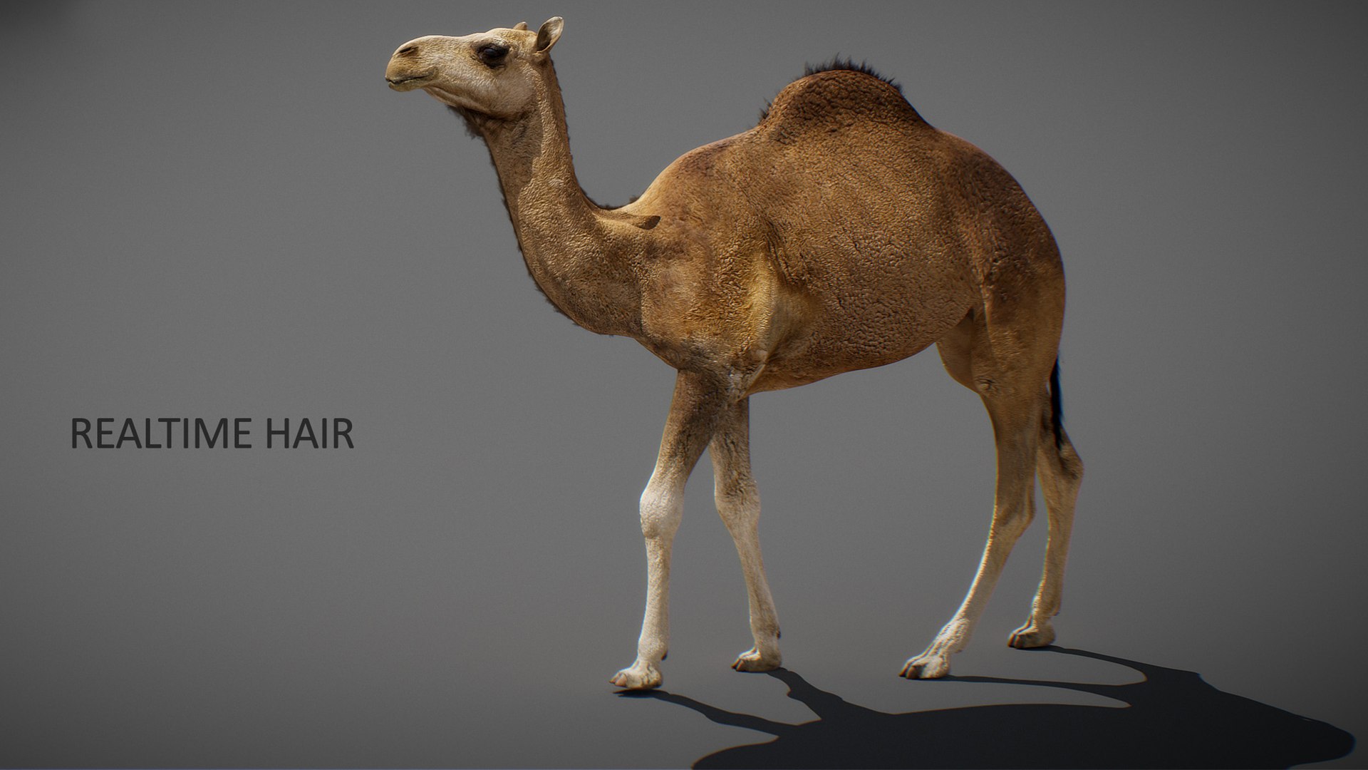 3D model Animated Camel https://p.turbosquid.com/ts-thumb/yP/xspN2F/av/camel25/jpg/1789633568/1920x1080/fit_q87/86166679965d5c2992beb0a87f1ad174f09f1144/camel25.jpg