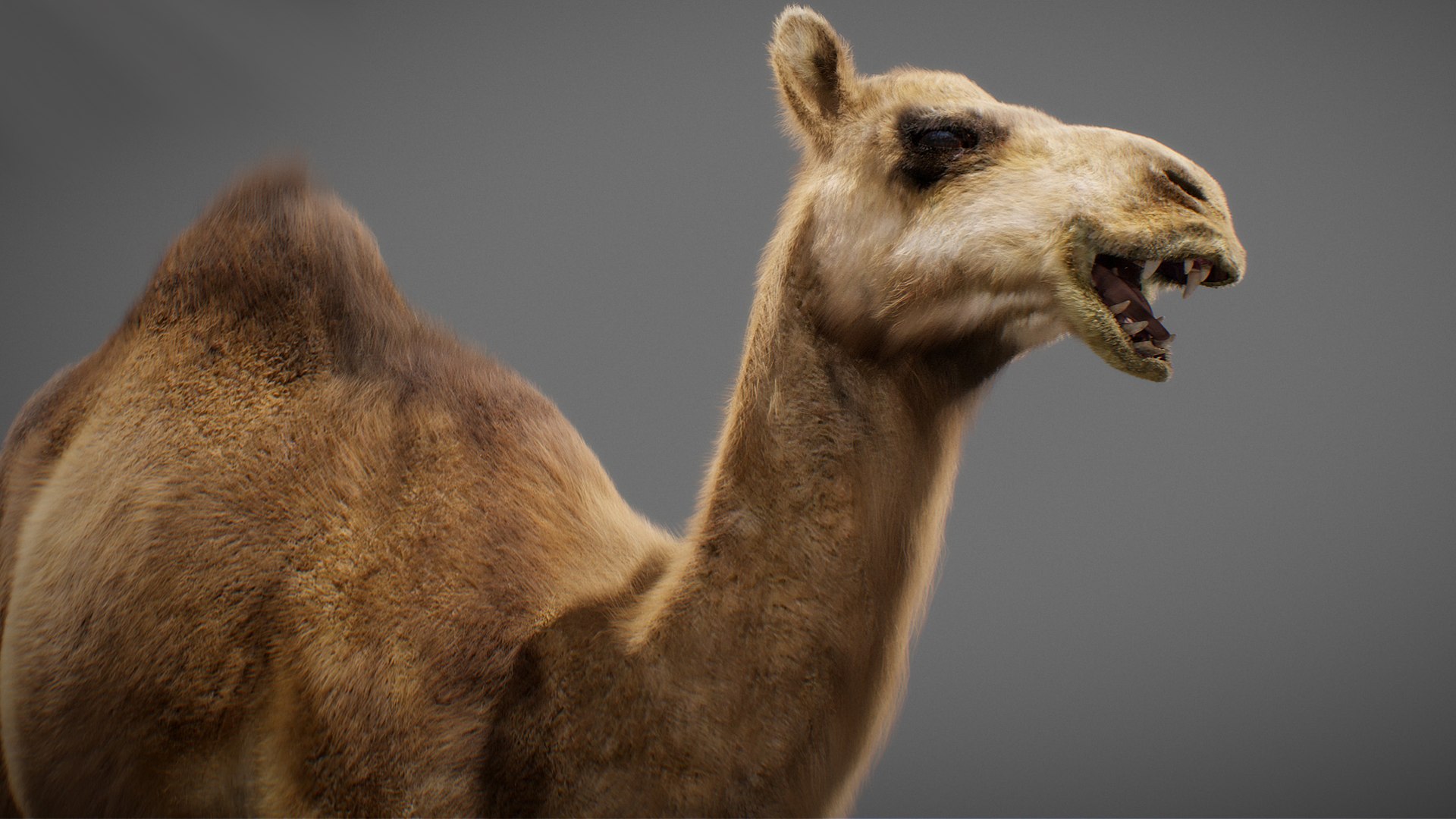 3D model Animated Camel https://p.turbosquid.com/ts-thumb/yP/xspN2F/bQ/camel07/jpg/1789633559/1920x1080/fit_q87/d72b3afc60dc864b6dc92a4469b344425b1493f8/camel07.jpg