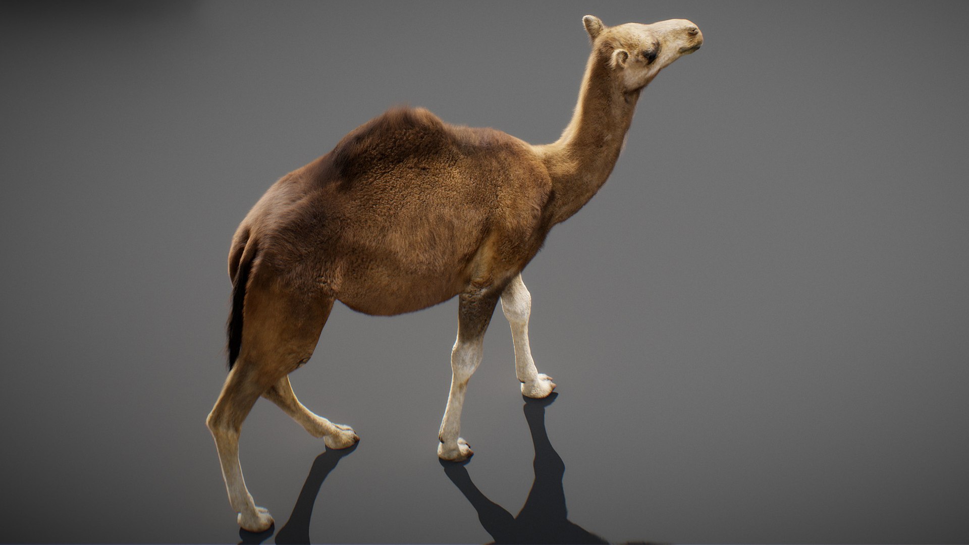3D model Animated Camel https://p.turbosquid.com/ts-thumb/yP/xspN2F/cU/camel20/jpg/1789633565/1920x1080/fit_q87/c240bbd588bf4209590e028dc8ac1acae134aace/camel20.jpg