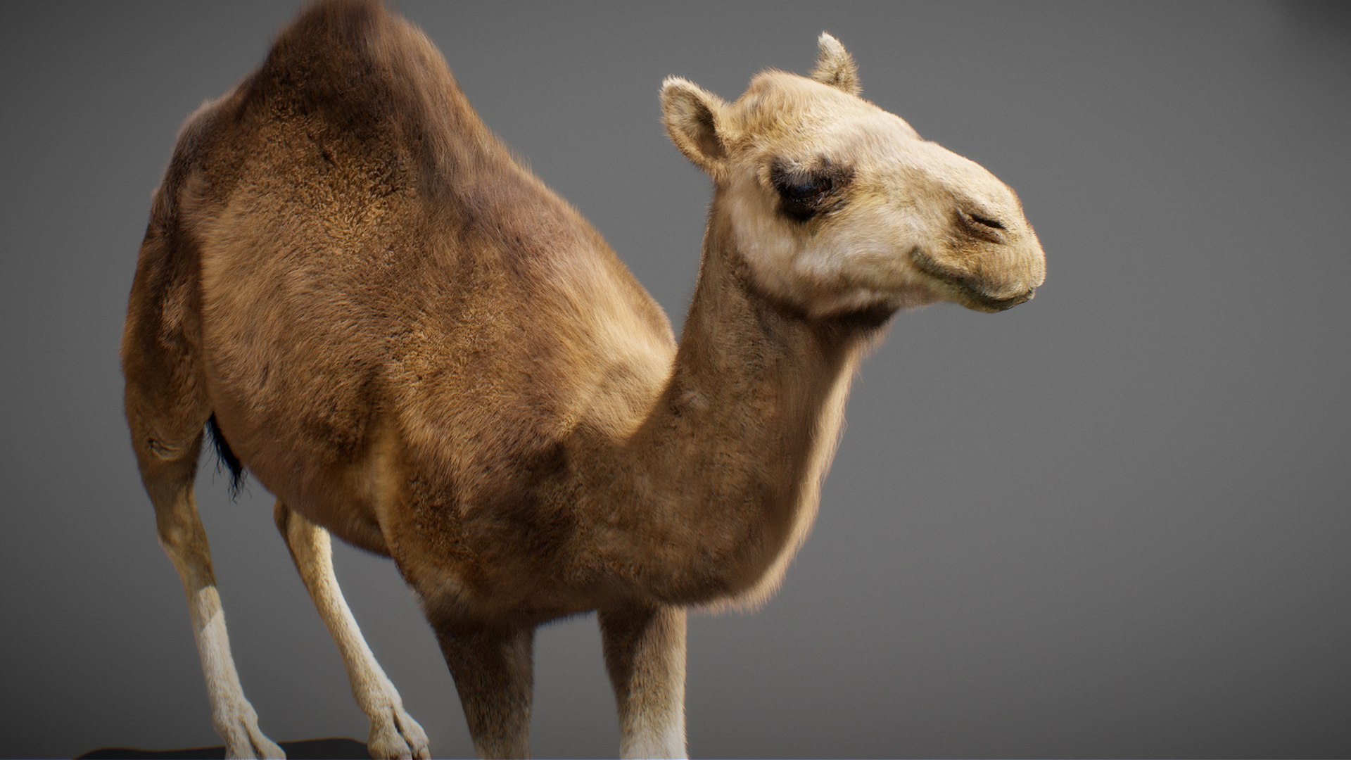 3D model Animated Camel https://p.turbosquid.com/ts-thumb/yP/xspN2F/eg/camel12/jpg/1789633561/1920x1080/fit_q87/f9e51f4d9e012c98bb4353d0cf175b1f865a9f50/camel12.jpg