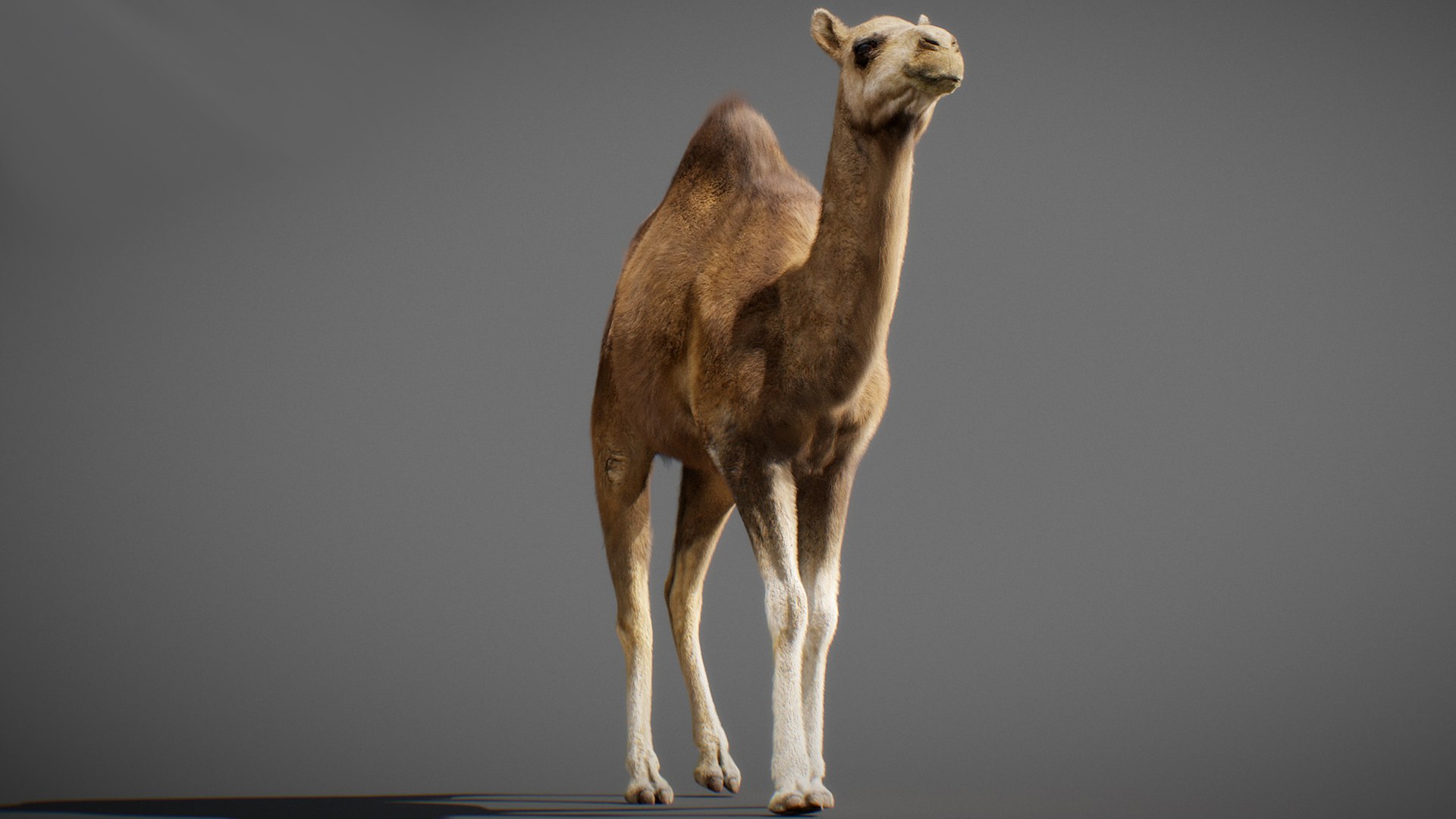 3D model Animated Camel https://p.turbosquid.com/ts-thumb/yP/xspN2F/fW/camel11/jpg/1789633561/1920x1080/fit_q87/d1e288092592b03d1288a512e163852668ad6c48/camel11.jpg