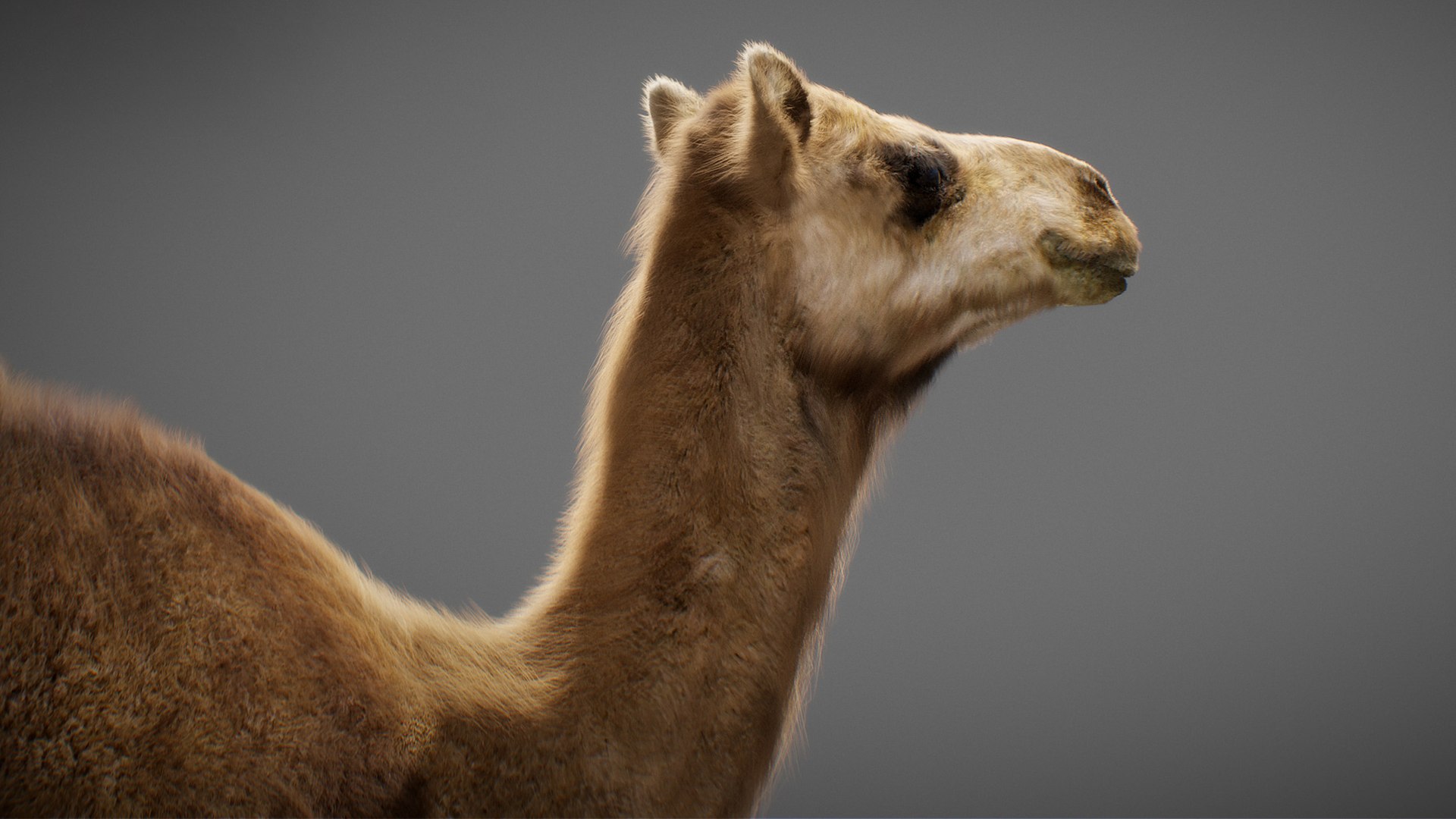 3D model Animated Camel https://p.turbosquid.com/ts-thumb/yP/xspN2F/kD/camel14/jpg/1789633562/1920x1080/fit_q87/4dda3b6086457f6d4ed299fe70d1972fc3e99c6b/camel14.jpg