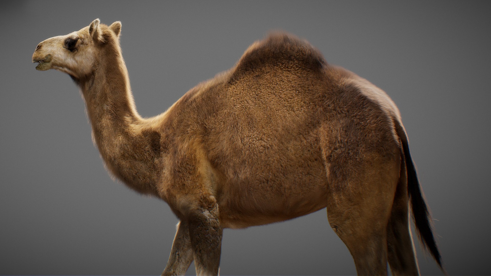 3D model Animated Camel https://p.turbosquid.com/ts-thumb/yP/xspN2F/od/camel13/jpg/1789633562/1920x1080/fit_q87/954da771e9883953ba34587cf5cc086163603133/camel13.jpg