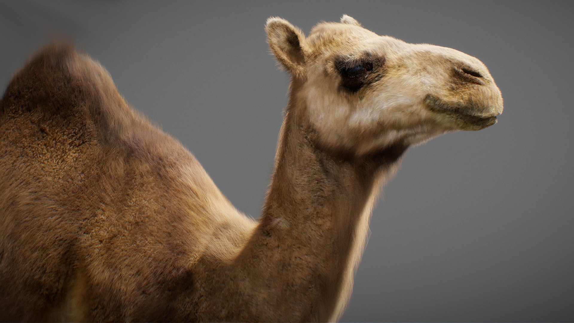 3D model Animated Camel https://p.turbosquid.com/ts-thumb/yP/xspN2F/uL/camel03/jpg/1789633555/1920x1080/fit_q87/8fe353854a05fb0339fbb7047a6b95f81976e5c3/camel03.jpg