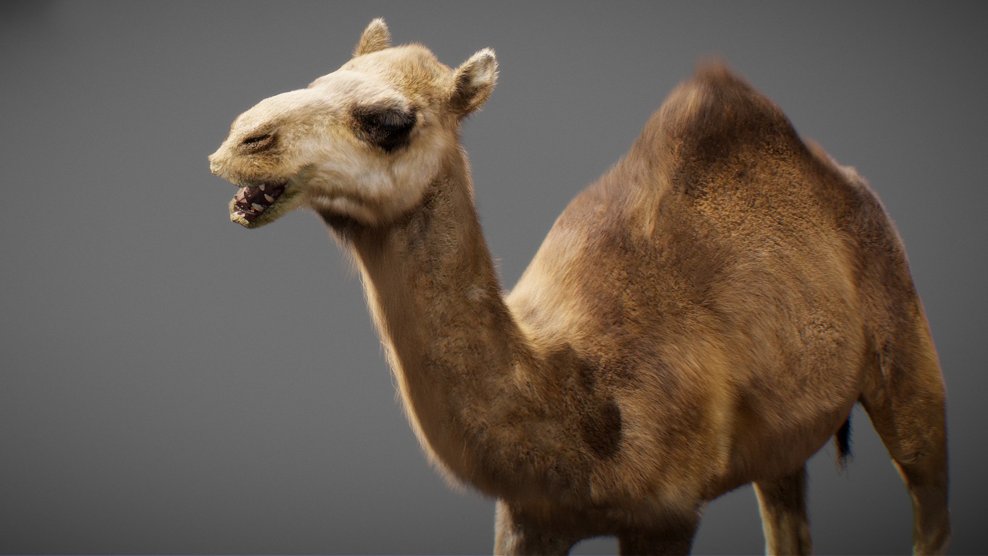 3D model Animated Camel https://p.turbosquid.com/ts-thumb/yP/xspN2F/vt/camel15/jpg/1789633563/1920x1080/fit_q87/a087ab6a1855a5cd3775a7e8949e117d81e99854/camel15.jpg