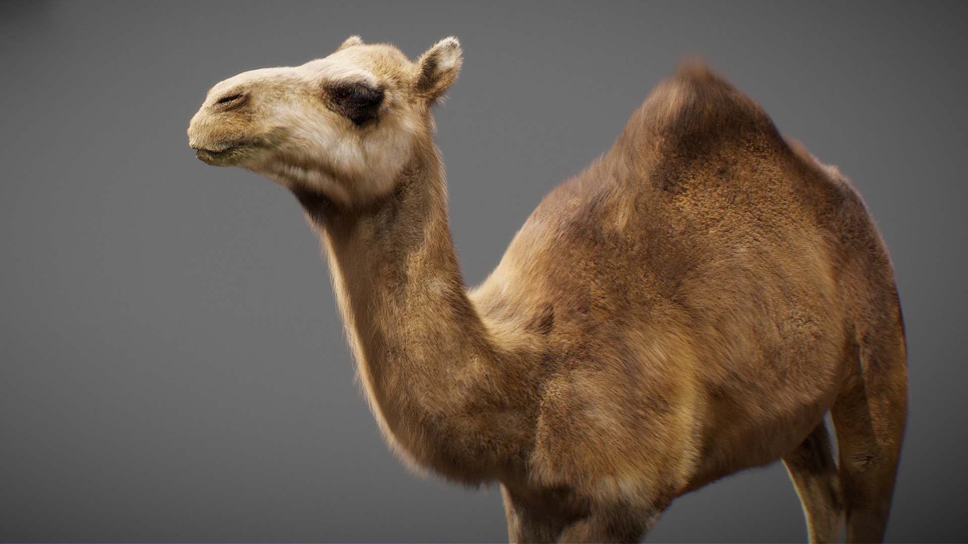 3D model Animated Camel https://p.turbosquid.com/ts-thumb/yP/xspN2F/xp/camel09/jpg/1789633560/1920x1080/fit_q87/6ac919477df1c991e3323cd9471f31a2bd0a37f4/camel09.jpg