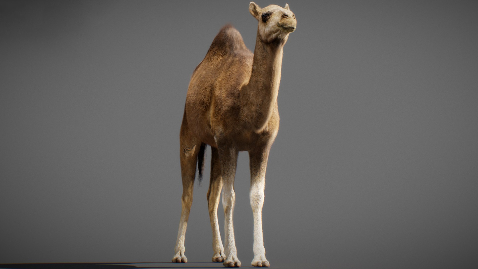 3D model Animated Camel https://p.turbosquid.com/ts-thumb/yP/xspN2F/ya/camel18/jpg/1789633564/1920x1080/fit_q87/d9e56ff87e610795ed2a3b5b035f7144436101a9/camel18.jpg