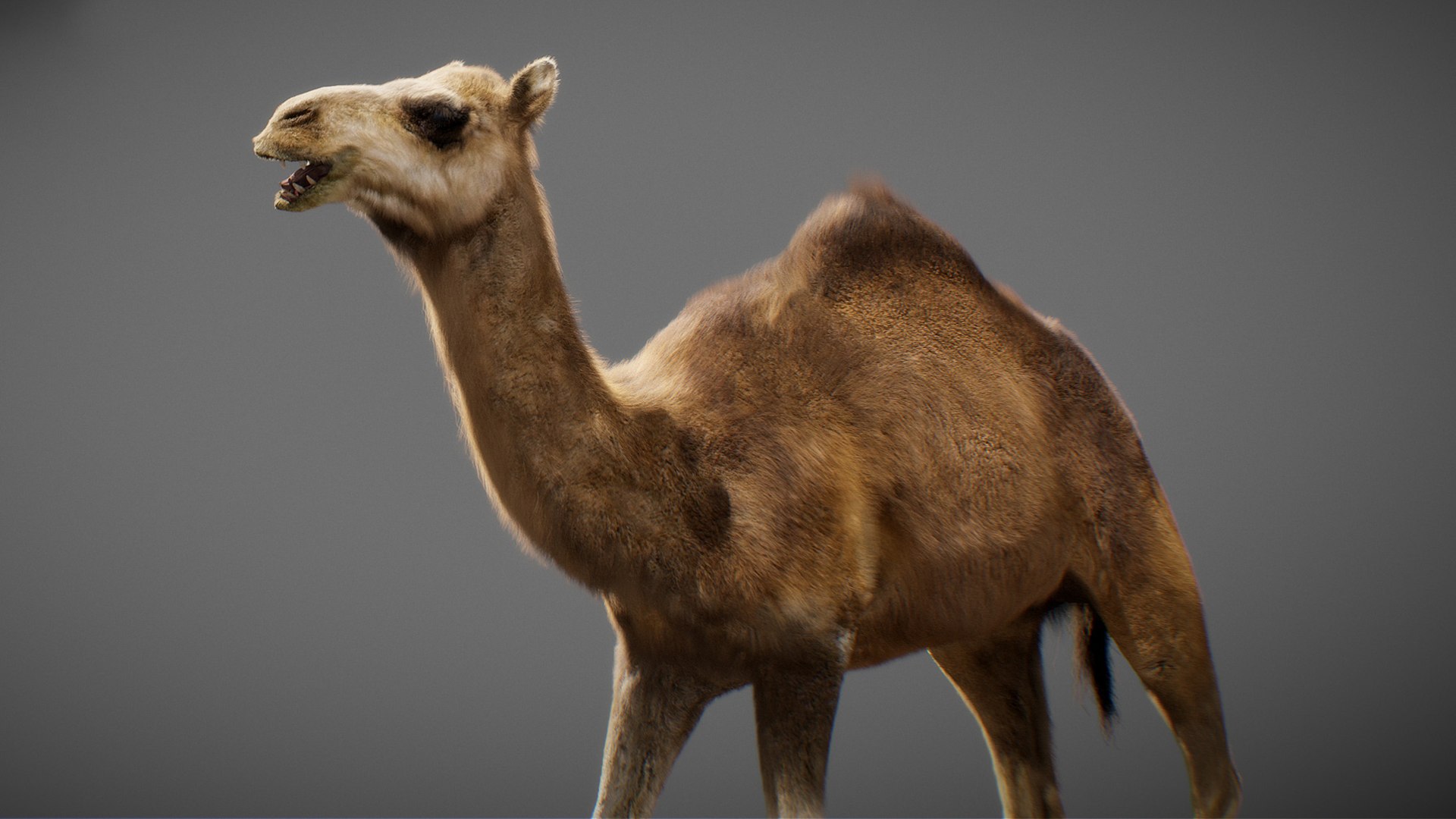 3D model Animated Camel https://p.turbosquid.com/ts-thumb/yP/xspN2F/zB/camel19/jpg/1789633565/1920x1080/fit_q87/4d8967085b094f8d33c41c78b9e7c07dd795abae/camel19.jpg