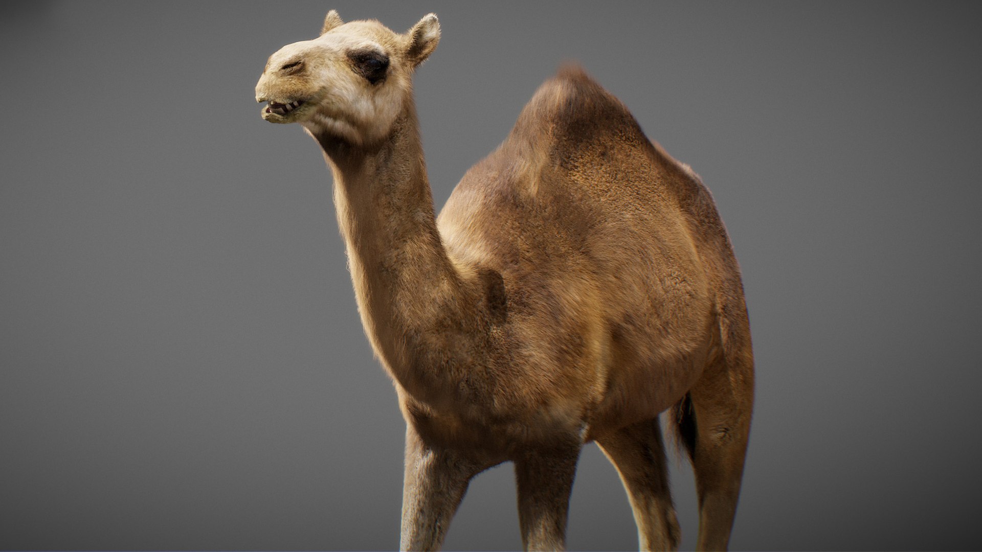 3D model Animated Camel https://p.turbosquid.com/ts-thumb/yP/xspN2F/zj/camel24/jpg/1789633568/1920x1080/fit_q87/e6af349d3f48e6baed8a7d1c030b2c32b9e5604c/camel24.jpg