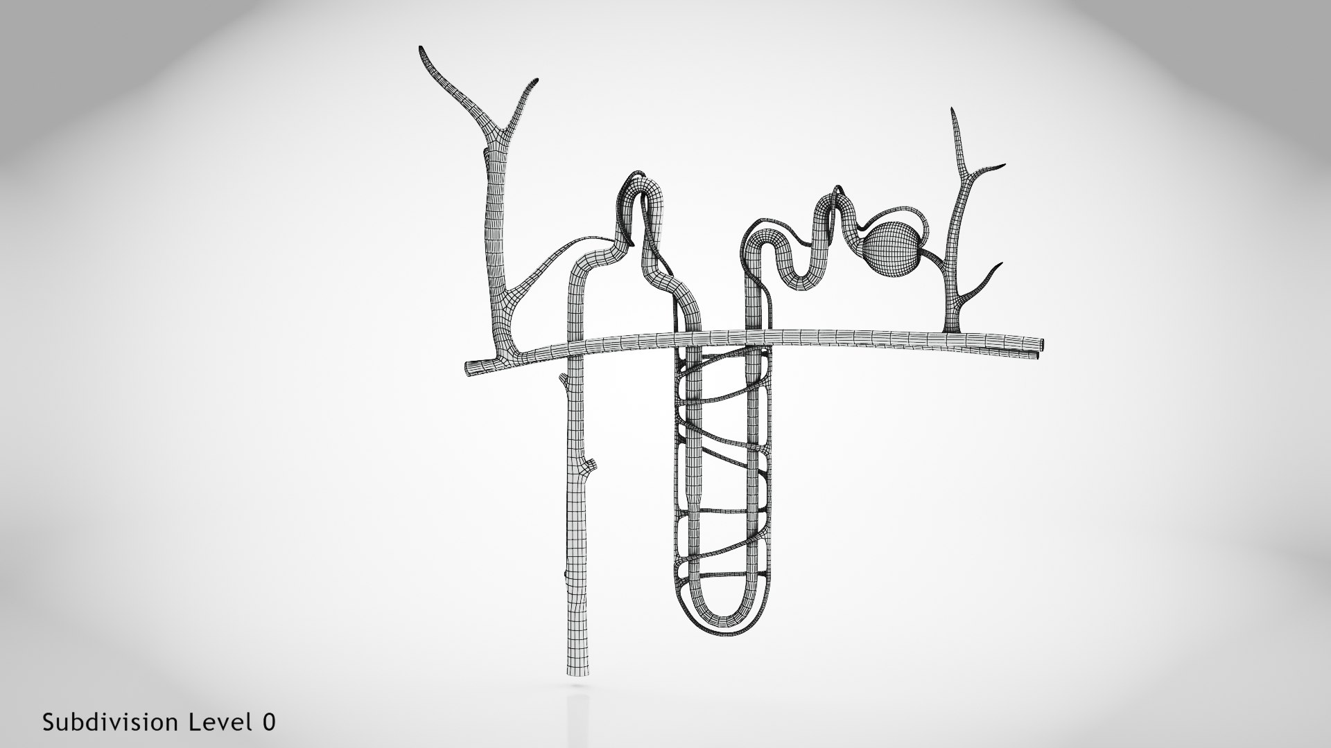 Nephron model https://p.turbosquid.com/ts-thumb/yP/zbBwYf/E7/wire0001/jpg/1695971679/1920x1080/fit_q87/78f19f8ea198c5e349be3ab249b384f6fa4bfa89/wire0001.jpg