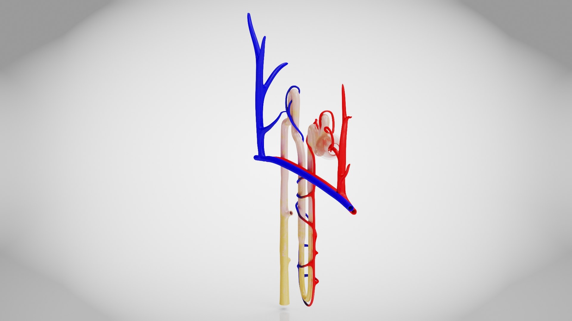 Nephron model https://p.turbosquid.com/ts-thumb/yP/zbBwYf/EO/nephron3/jpg/1695971771/1920x1080/fit_q87/26e832297d01eec1cc4b85129b5e089edc3451c9/nephron3.jpg