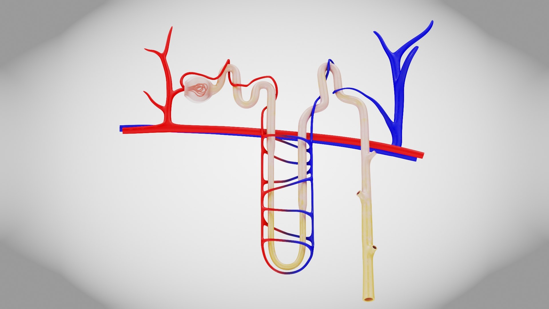 Nephron model https://p.turbosquid.com/ts-thumb/yP/zbBwYf/Fw/nephron5/jpg/1695971624/1920x1080/fit_q87/eb4aa37da4b1f2ad402c480b06b697929c4ca095/nephron5.jpg