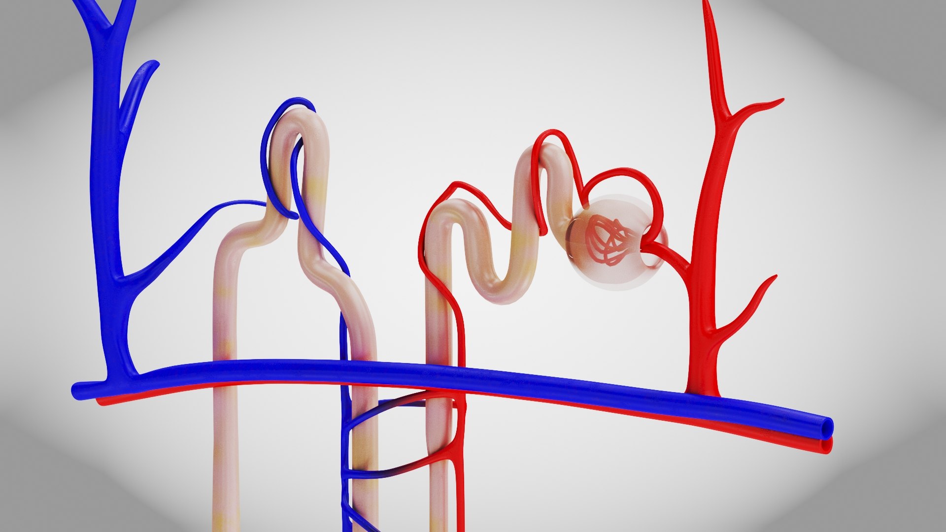 Nephron model https://p.turbosquid.com/ts-thumb/yP/zbBwYf/LO/nephron6/jpg/1695971624/1920x1080/fit_q87/9f3f6c3f793f7b6b2577cd8884049bad30256f64/nephron6.jpg
