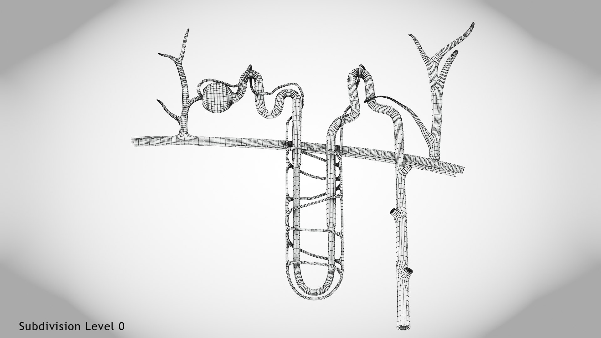 Nephron model https://p.turbosquid.com/ts-thumb/yP/zbBwYf/QS/wire0004/jpg/1695971690/1920x1080/fit_q87/384ce82d96e2e4db5dc6faca1b0c369f67dd8af3/wire0004.jpg
